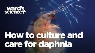 Caring and Culturing for Daphnia [upl. by Tyree267]