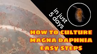 How to Culture Magna Daphnia Easily [upl. by Lanfri]