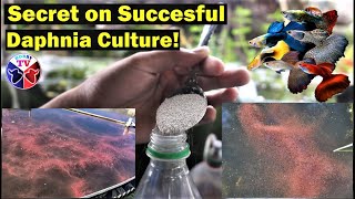 How to Culture Daphnia Successfully [upl. by Aihsi]