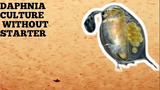 HOW TO CULTURE DAPHNIA NATURALLY WITHOUT A STARTER [upl. by Ynneb5]