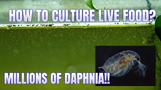 How to Culture Daphnia Secret Method to Breed MILLIONS  Simply Aquatic [upl. by Sebastian]