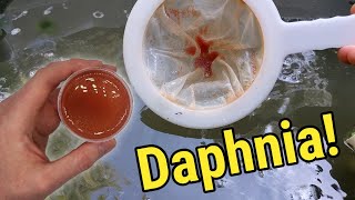 How I Culture Daphnia In Outdoor Tubs [upl. by Necila]