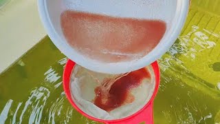 How to culture daphnia  Daphnia culture  How to grow daphnia outdoor [upl. by Enwad]