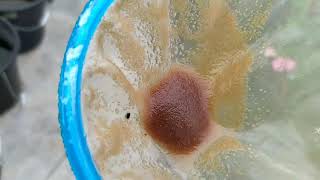 How to culture daphnia moina in a small container Part 1 English Subtitle [upl. by Enaoj]