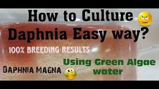 Daphnia MagnaHow to Culture Daphnia Easy wayCulturing Daphnia using Green water Daphnia [upl. by Eronaele]