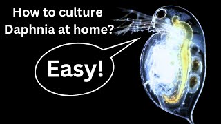 BEST Live Fish Food Beginner guide How to Culture Daphnia at home [upl. by Elliot]