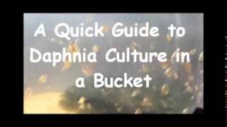 How to culture daphnia outside [upl. by Arihsay]