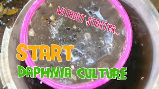 How to culture daphnia moina the easy way 1  Starting the Daphnia culture [upl. by Nnaxor]