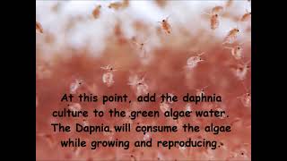 Daphnia  How to grow daphnia in your home [upl. by Titus]