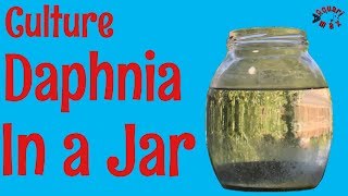 How to Culture Daphnia in a Jar [upl. by Giselle138]