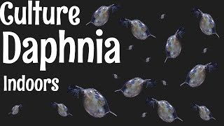 How to Culture Daphnia [upl. by Aydne]