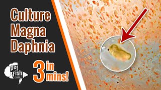 How to culture DAPHNIA MAGNA  The easy way [upl. by Isabelle]