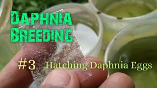 Daphnia Culture made simple and easy 3  Hatching Daphnia eggs [upl. by Suirada760]