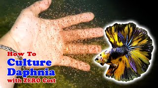 How to Culture Daphnia with ZERO Cost  Unlimited Live Food For Our Fish [upl. by Ynnatirb]