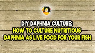 DIY Daphnia Culture How to Culture Nutritious Daphnia as Live Food for Your Fish [upl. by Suehtomit]