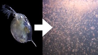 How I Culture Daphnia [upl. by Aylmar]