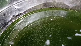 DAPHNIA MOINA CULTURE IN A SMALL BUCKET [upl. by Yakcm]