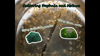 How To Culture Daphnia and Moinas using Green Water Spirulina powder [upl. by Franz888]