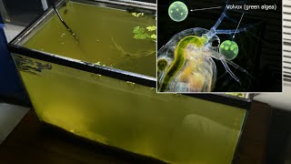 Raising Daphnia for the Freshwater Aquarium [upl. by Lairret210]