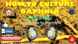 HOW TO CULTURE DAPHNIA In Easy Way [upl. by Giulia]